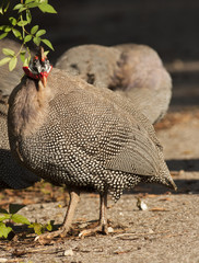 Helmeted Guineafowl