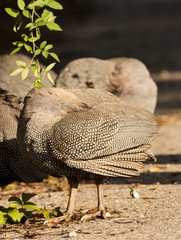 Helmeted Guineafowl