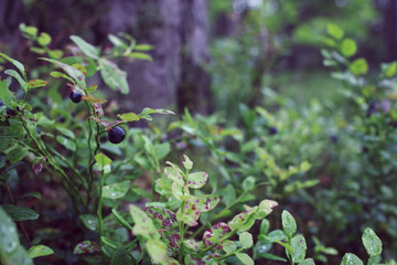 blueberry in forest