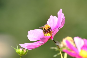 コスモスにミツバチ