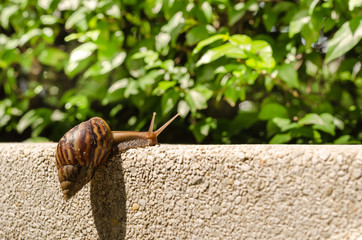 Snail climbing wall.