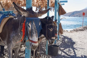 Papier Peint photo Âne The donkey taxi for a stopover on the island of Kos in Greece.