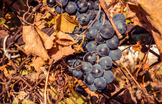 Сырьё для виноделия. Ароматный виноград сорта "Изабелла"