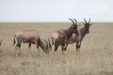 Fototapeta na wymiar Portrait of east african topi antelope