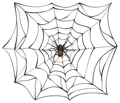 Spiderweb. Big spider web. Scary spider of web. Poison spider