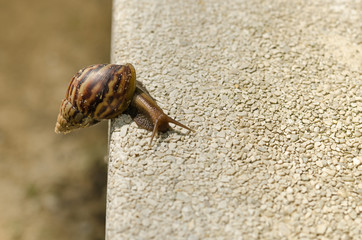Snail climbing wall.