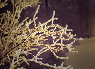 Red berries of viburnum with hoarfrost