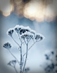 Winter landscape.Winter scene