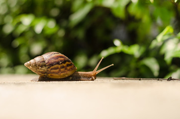 The journey of snails
