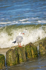 Lachmöwe auf Buhne in der Ostseebrandung