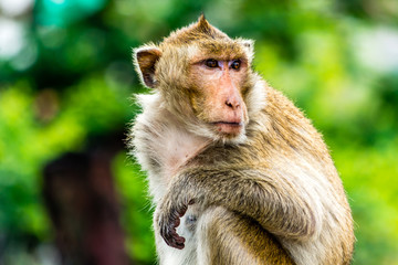 Monkey on the railway, Lopburi Thailand.