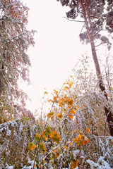 Plötzlicher Wintereinbruch im Oktober