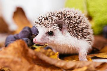 Cute African pygmy hedgehog baby 