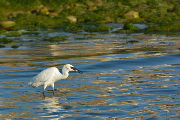 Schneereiher auf Fischfang in der ansteigenden Flut