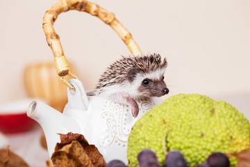 Fototapeta premium African pygmy hedgehog baby in a kettle. 
