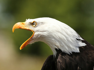 Close up of a Bald Eagle calling