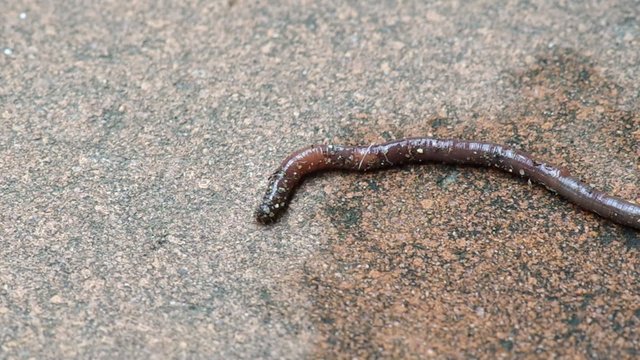 the earthworm on the cement floor is attacked by many ants