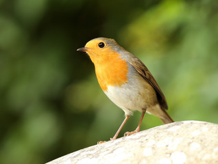 Portrait of a Robin perched on a rock