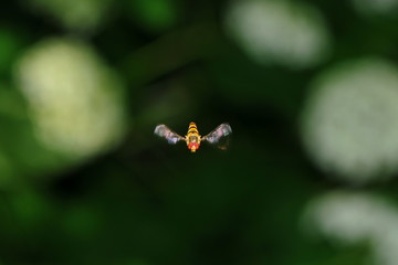 Schwebende Schwebfliege