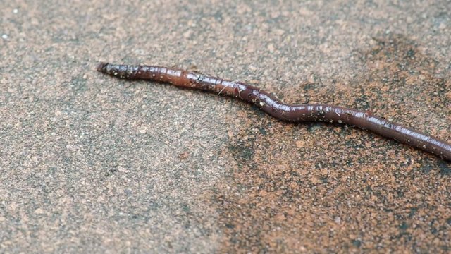the earthworm is trying to escape from the attacking of ants
