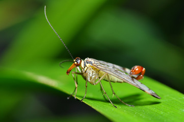 Skorpionfliege