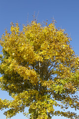 Herbstlicher Baum mit grünem und gelben Blättern