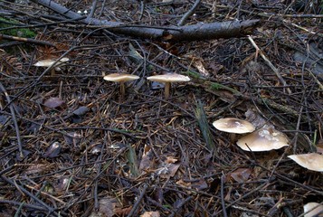 Champignons