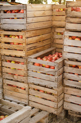 crates with red apples