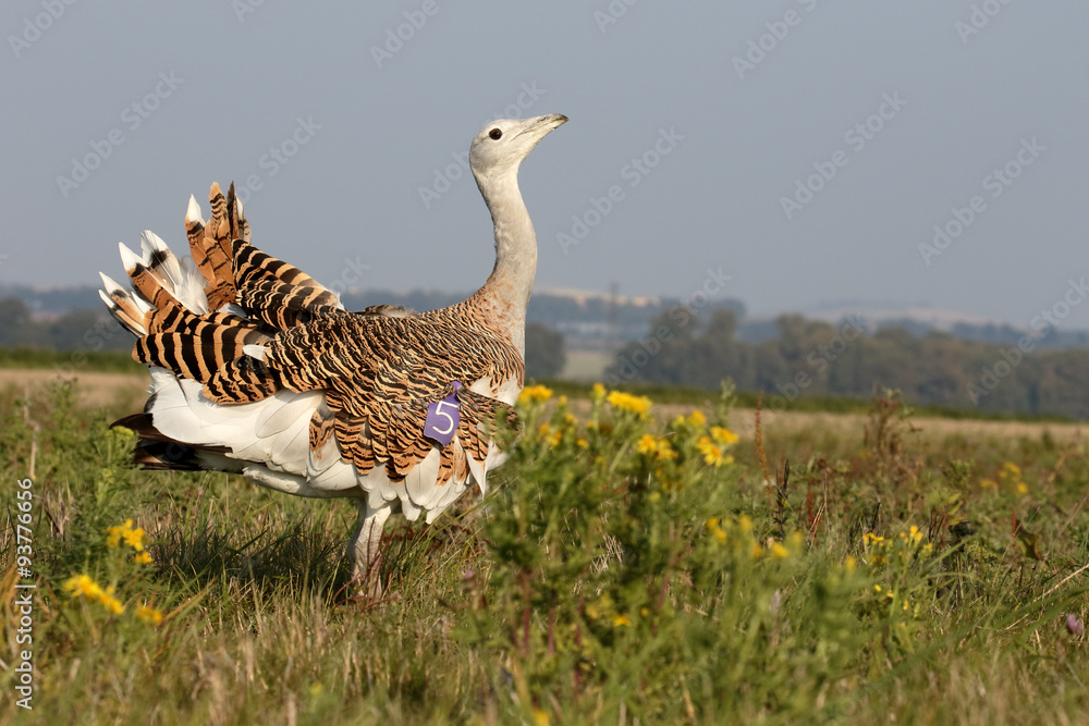 Sticker Great bustard, Otis tarda