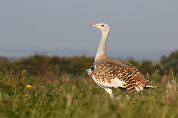 Great bustard, Otis tarda
