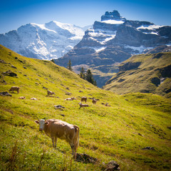Kuhherde in den schweizer Alpen