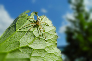 Spinne an Blattunterseite