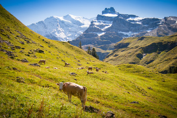 Fototapeta na wymiar Kuhherde in den schweizer Alpen