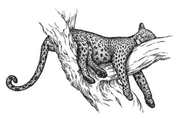 engrave leopard illustration © doublebubble_rus