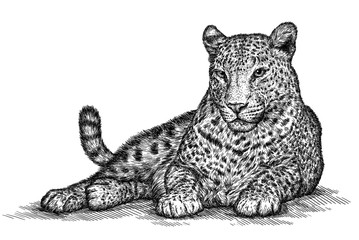 engrave leopard illustration