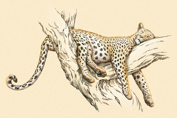 engrave leopard illustration © doublebubble_rus