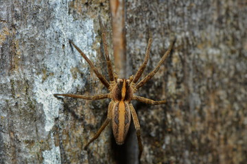 Listspinne am Baumstamm