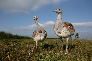 Great bustard, Otis tarda