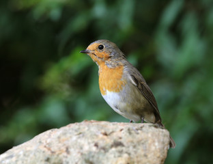 Close up of a Robin on a rock