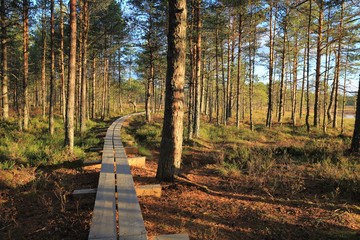 Pathway in the bogs