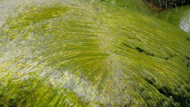 Mermaid hair: Intensely green seaweed enveloped boulders on shore