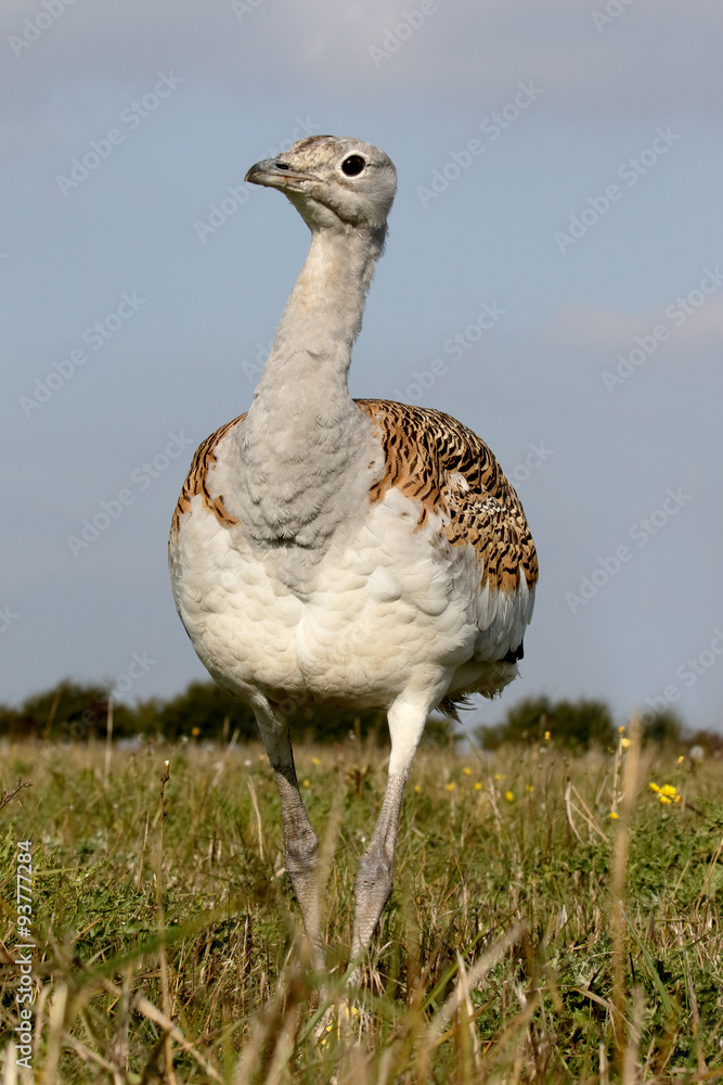 Canvas Prints Great bustard, Otis tarda