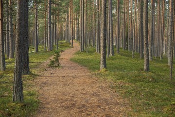 Obraz premium Ścieżka w sosnach