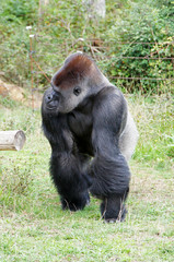 Gorille des plaines mâle dominant