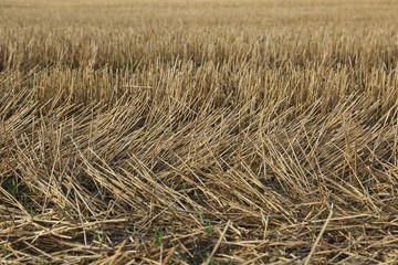 Fototapeta na wymiar Wheat pattern
