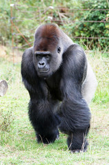 Gorille des plaines mâle dominant sur ses pattes avant