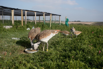 Great bustard, Otis tarda