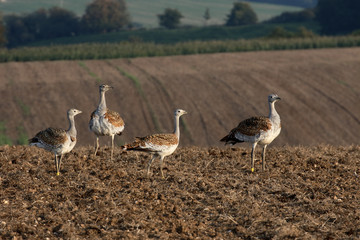 Great bustard, Otis tarda