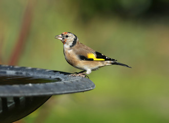 Portrait of a male Goldfinch drinking from a bird bath