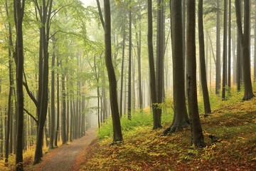 View of autumn beech forest on a foggy weather